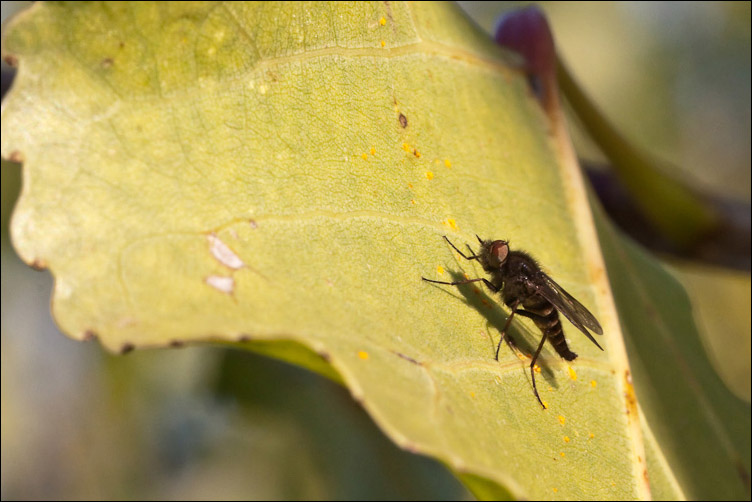 Thereva cf. bipunctata (Therevidae)